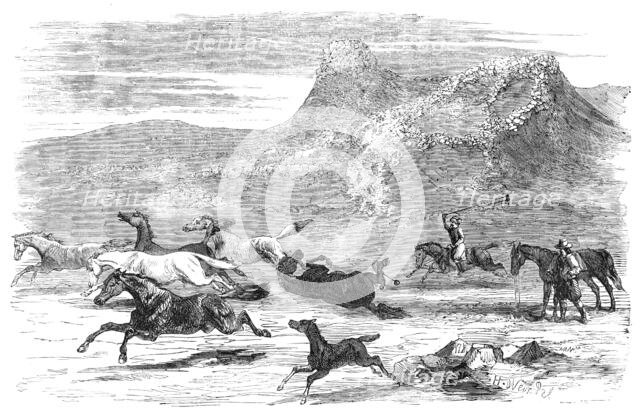 The Spanish-American Guachos [sic] catching wild horses, in the Falkland Islands, 1856.  Creator: Harrison Weir.