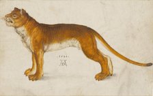 Lioness, 1521. Creator: Dürer, Albrecht (1471-1528).