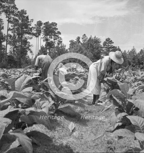 Negro tenants topping and suckering tobacco plants, Granville County, North Carolina, 1939. Creator: Dorothea Lange.