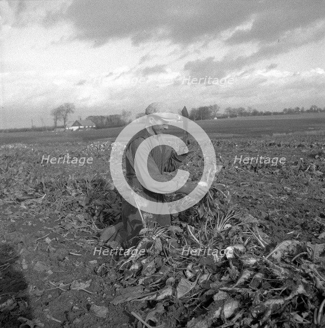 Harvesting sugar beet, Scania, Sweden, 1949. Artist: Otto Ohm