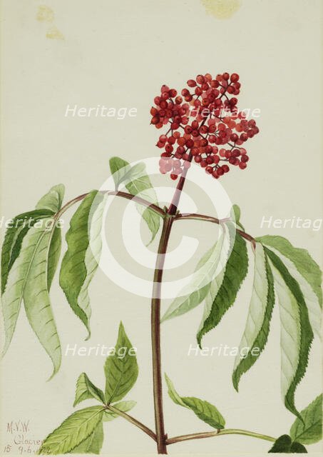 Scarlet Elder (Sambucus pubens), 1922. Creator: Mary Vaux Walcott.