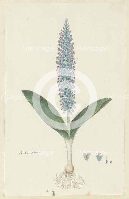 Lachenalia mediana Jacq., 1777-1786. Creator: Robert Jacob Gordon.
