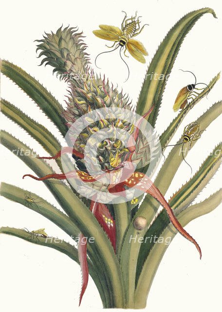 Ananas. From the Book Metamorphosis insectorum Surinamensium, 1705. Creator: Merian, Maria Sibylla (1647-1717).