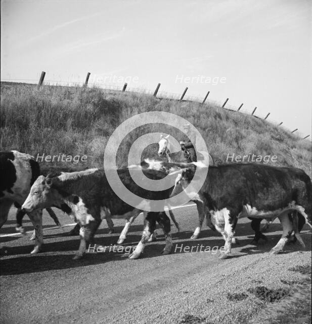 Bringing cattle in from the range, Contra Costa County, California, 1938. Creator: Dorothea Lange.