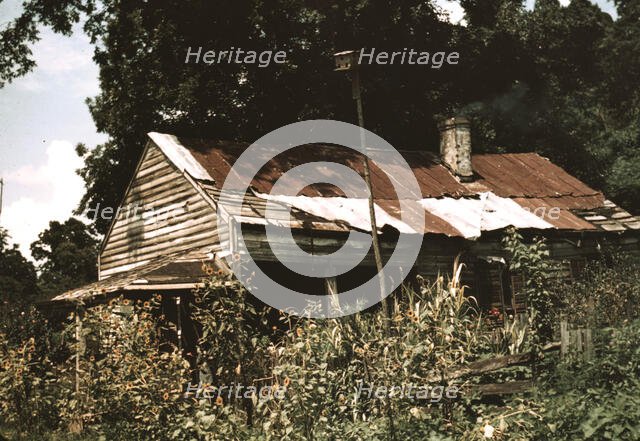 An old house almost hidden by sunflowers, Rodney, Miss., 1940. Creator: Marion Post Wolcott.