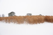 Elephant grass in snow, Somerset, 2010. Creator: Historic England Staff Photographer.