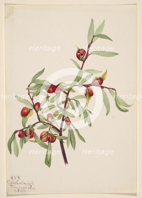 Untitled--Plant Study, 1921. Creator: Mary Vaux Walcott.