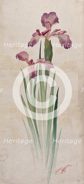 Japanese matsuzaki iris (Iris kaempferi cv): mauve flowers and leaves. Creator: Unknown.