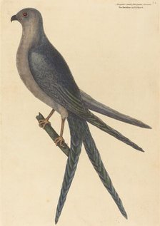 The Swallow Tail Hawk (Falco furcatus), published 1754. Creator: Mark Catesby.