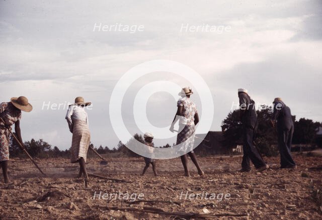 Chopping cotton on rented land near White Plains, Greene County, Ga., 1941. Creator: Jack Delano.