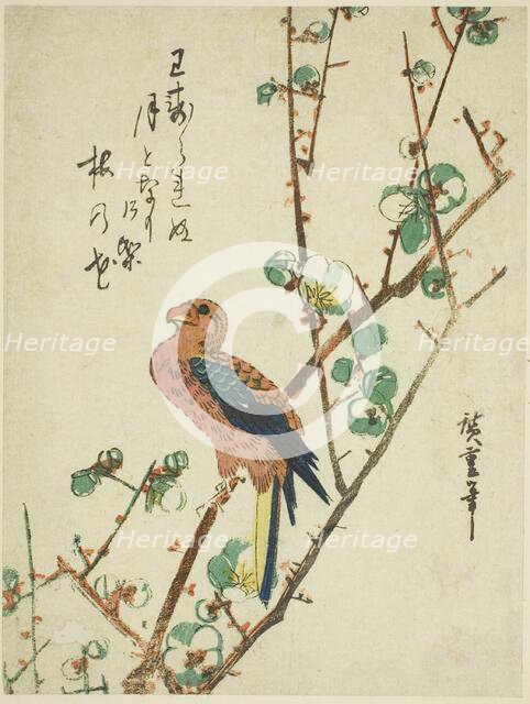 Parrot on plum tree, 1830s. Creator: Ando Hiroshige.