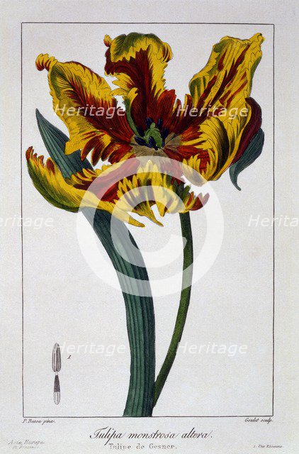 Tulip 'Flaming Parrot',  pub. 1836. Creator: Panacre Bessa (1772-1846).