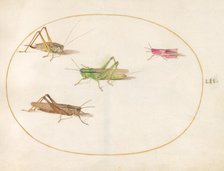 Plate 52: Four Grasshoppers, c. 1575/1580. Creator: Joris Hoefnagel.