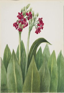 Primrose (Primula parryi), 1938. Creator: Mary Vaux Walcott.