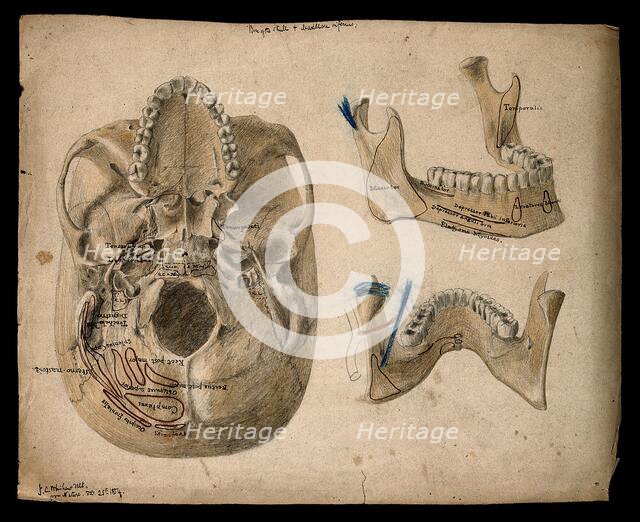 Base of the skull, with details showing the lower jaw, 1854/02/25. Creator: J.C. Whishaw.