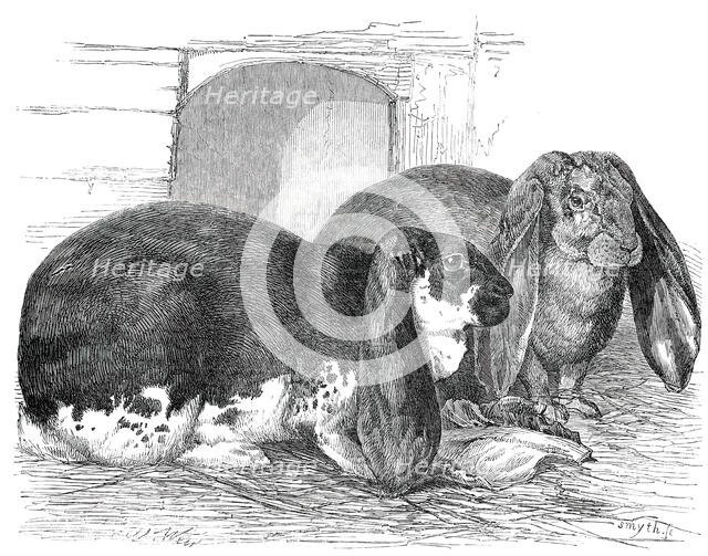 Prize Rabbits at the Rochester and Chatham Show, 1850. Creator: Smyth.