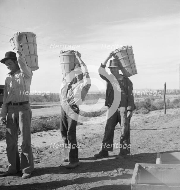 Pea pickers coming in from field to the weigh master, Imperial Valley, California, 1939. Creator: Dorothea Lange.