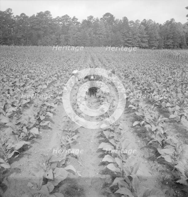 Putting in tobacco. Shoofly, North Carolina, 1939. Creator: Dorothea Lange.