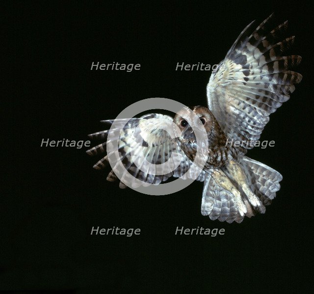 Tawny Owl in flight.