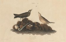 Brown Lark, 1827/1830. Creator: William Home Lizars.