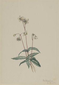 Spotted Pipsissewa (Chimaphila maculata), 1918. Creator: Mary Vaux Walcott.