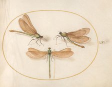 Plate 55: Three Green Dragonflies with Brown Wings, c. 1575/1580. Creator: Joris Hoefnagel.