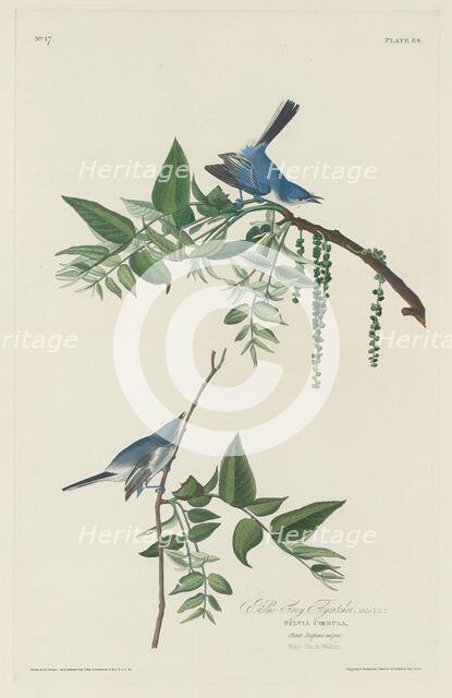 Blue-grey Flycatcher, 1830. Creator: Robert Havell.