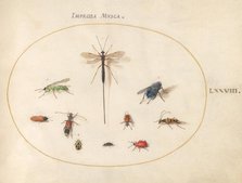 Plate 78: Ten Insects, Including a Blue Fly, c. 1575/1580. Creator: Joris Hoefnagel.