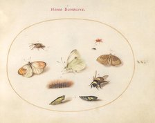 Plate 20: Three Butterflies, a Caterpillar, a Bee, Two Chrysalides, and Three Weevils, c1575/1580. Creator: Joris Hoefnagel.