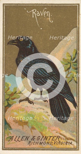 Raven, from the Birds of America series (N4) for Allen & Ginter Cigarettes Brands, 1888. Creator: Allen & Ginter.