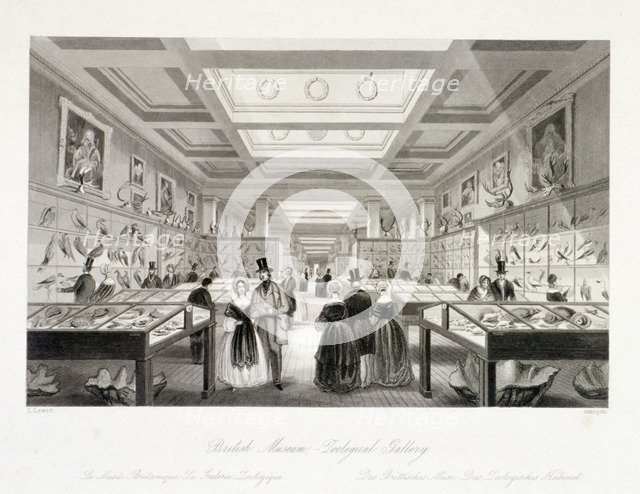 The Zoological Gallery, British Museum, Holborn, London, c1850. Artist: William Radclyffe