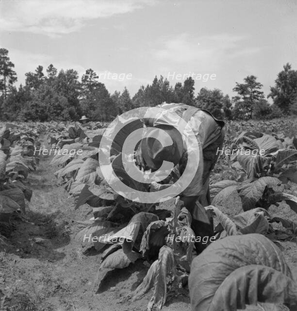 Possibly: Negro tenants topping and suckering tobacco plants, Granville County, North Carolina, 1939 Creator: Dorothea Lange.