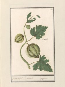 Watermelon (Citrullus vulgaris), 1596-1610. Creators: Anselmus de Boodt, Elias Verhulst.