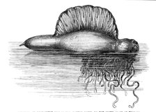 Physalia, or Portuguese Man-of-War, lately found on the south coast of England, 1869. Creator: Unknown.