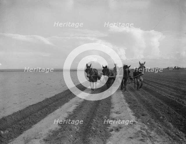 West Texas farmer replanting cotton, near Stanton, Texas, 1937. Creator: Dorothea Lange.