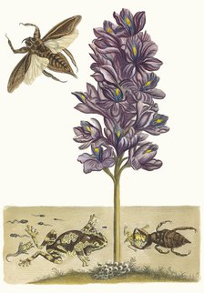 Eichhornia crassipes. From the Book Metamorphosis insectorum Surinamensium, 1705. Creator: Merian, Maria Sibylla (1647-1717).