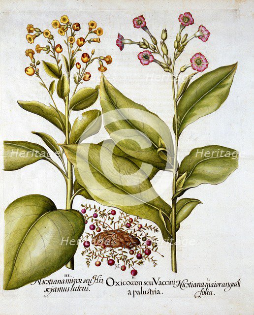 Cranberry and Flowering Tobacco, from 'Hortus Eystettensis', by Basil Besler (1561-1629), pub. 1613 
