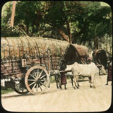 Native bullock cart, Ceylon, late 19th or early 20th century. Artist: Unknown