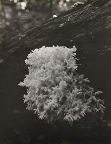 Coral mushroom (Ramaria), between 1910 and 1935. Creator: Frances Benjamin Johnston.