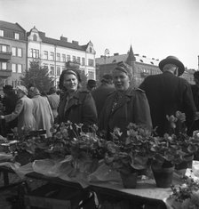 Potted plant stall in the market, Malmö, Sweden, 1947. Artist: Otto Ohm