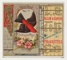 Scarlet Tanager, from the Birds of America series (N37) for Allen & Ginter Cigarettes, 1888. Creator: Allen & Ginter.