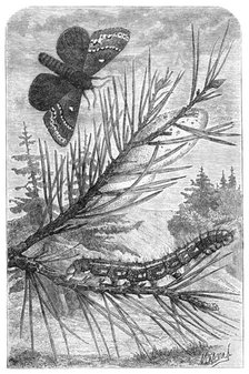 The Pine Bombyx, from "The Universe", 1870. Creator: Mesnel.