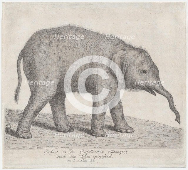 A Young Elephant,.n.d. Creator: Johann Heinrich Wilhelm Tischbein.