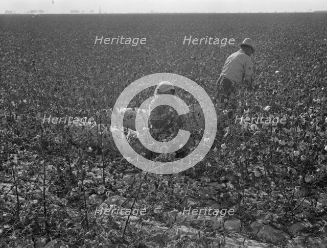 Picking cotton, San Joaquin Valley, California, 1936. Creator: Dorothea Lange.