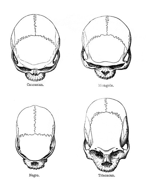 The vertical configuration of the skull, 1848. Artist: Unknown