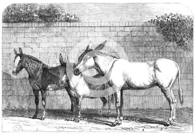 Prize donkeys and mule at the Show in the Agricultural Hall, Islington, 1864. Creator: Unknown.