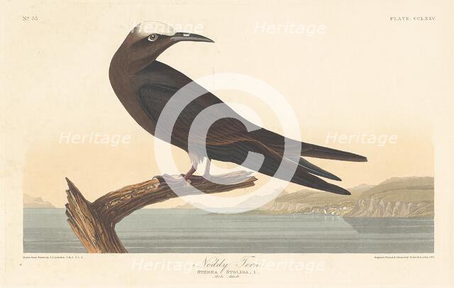 Noddy Tern, 1835. Creator: Robert Havell.