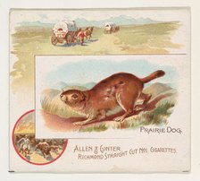 Prairie Dog, from Quadrupeds series (N41) for Allen & Ginter Cigarettes, 1890. Creator: Allen & Ginter.