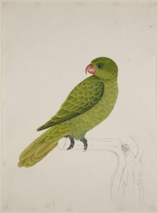 Blue-Backed Parrot, c1824. Creator: J Briois.
