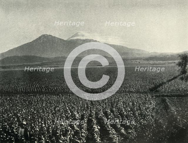 'The Land of the Aztec Conquest: Maize Fields Near Esperanza, State of Puebla', 1919. Creator: Unknown.